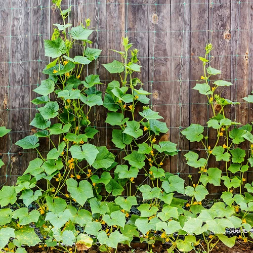 Rete per piante rampicanti: 2 x 20 m - 5