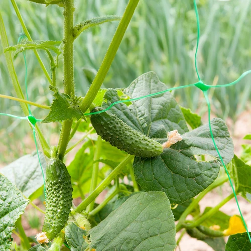 Rete per piante rampicanti: 2 x 20 m - 6