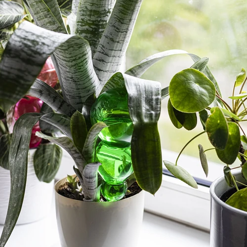 Sfera autoirrigante tripla (a tre camere), verde trasparente con punta in ceramica, 600 ml - 8