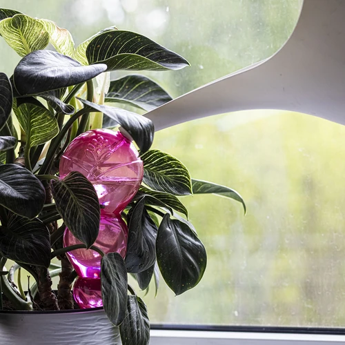 Sfera di irrigazione tripla (a tre camere), rosa trasparente, 600 ml - 6