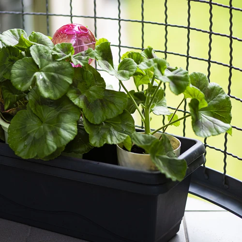 Sfera di irrigazione tripla (a tre camere), rosa trasparente, 600 ml - 9