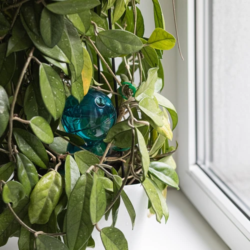 Sfera irrigante tripla (a tre camere), blu trasparente, 600 ml - 7