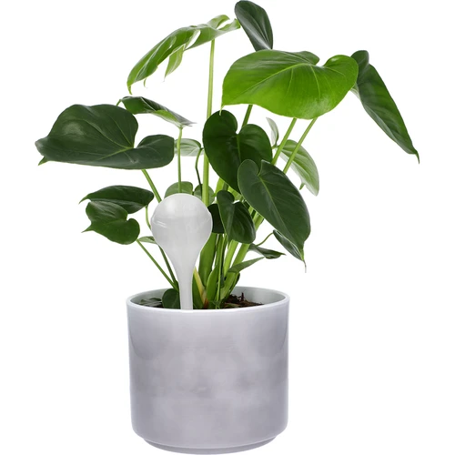 Sfere autoirriganti per piante, bianche semitrasparenti, 400 ml, confezione da 4 - 6