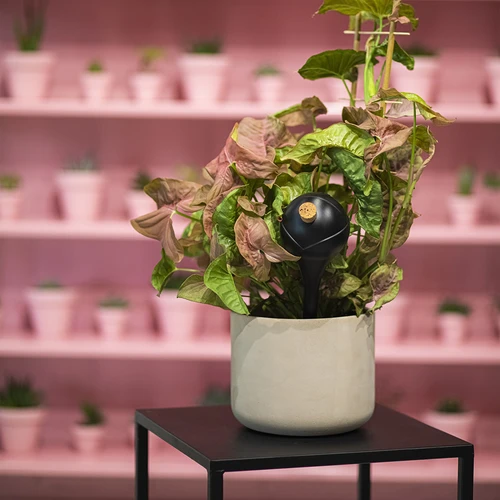 Sfere autoirriganti per piante, nere opache, con tappo, 400 ml, 4 pezzi. - 11