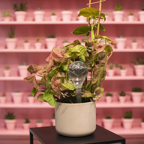 Sfere autoirriganti per piante, trasparenti, 400 ml, 2 pz. - 13