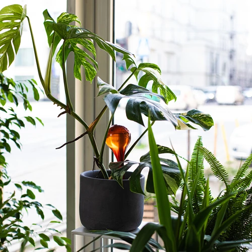 Sfere autoirriganti per piante, trasparenti color ambra, 400 ml, 2 pz. - 11