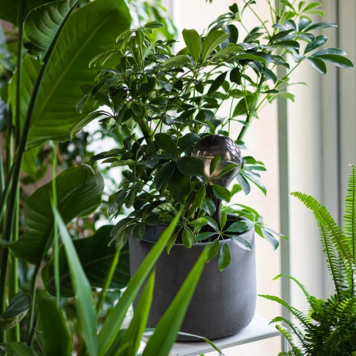 Sfere autoirriganti per piante, trasparenti nere, 400 ml, 2 pezzi - 10