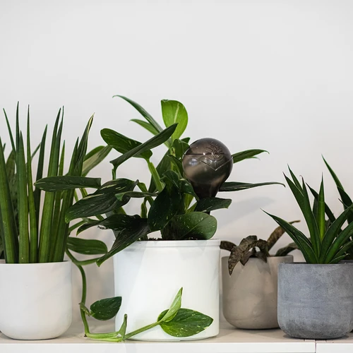 Sfere autoirriganti per piante, trasparenti nere, 400 ml, 2 pezzi - 11