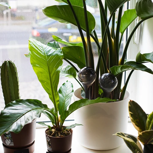 Sfere autoirriganti per piante, trasparenti nere, 400 ml, 2 pezzi - 13