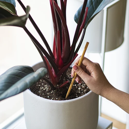 Sfere autoirriganti per piante, verdi trasparenti, 400 ml, 4 pezzi - 7