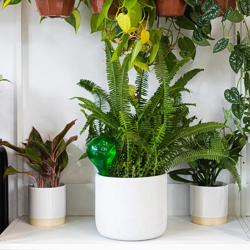 Sfere autoirriganti per piante, verdi trasparenti, 400 ml, 4 pezzi - 11