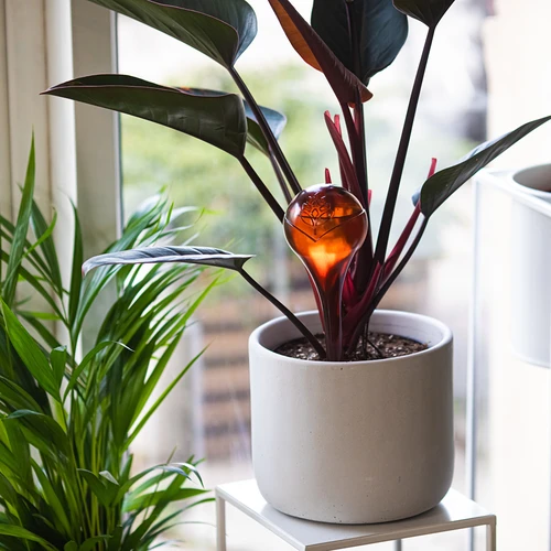 Sfere d'irrigazione per piante, ambra trasparente, 400 ml, 4 pezzi - 8