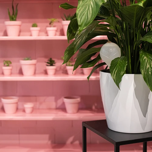 Sfere irriganti per piante, bianche semitrasparenti con tappo, 400 ml, 4 pezzi - 12