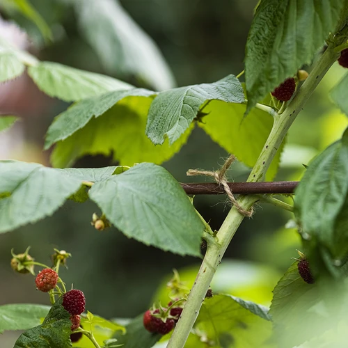 Spago in iuta 2 mm/110 m/250 g - 9