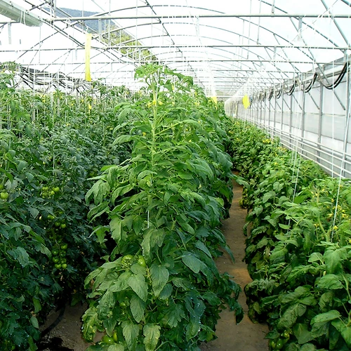 Spago in polipropilene 1 mm/65 m/50 g - 5