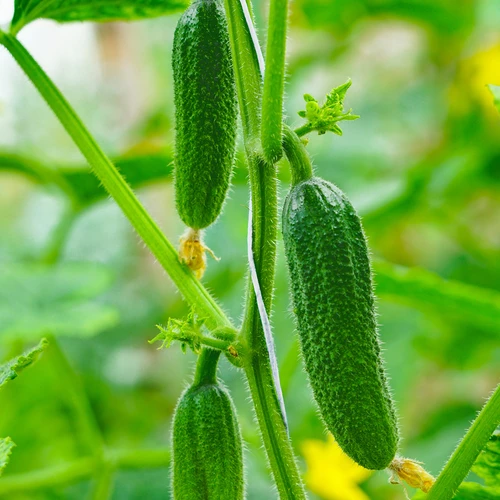 Spago in polipropilene 1 mm/65 m/50 g - 6