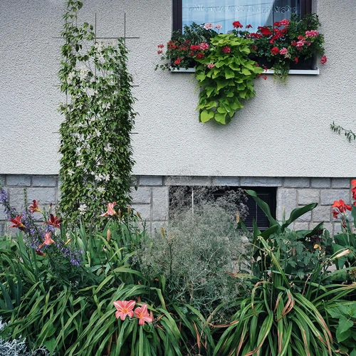 Supporto per piante - graticcio da giardino 150 x 45 cm - 4