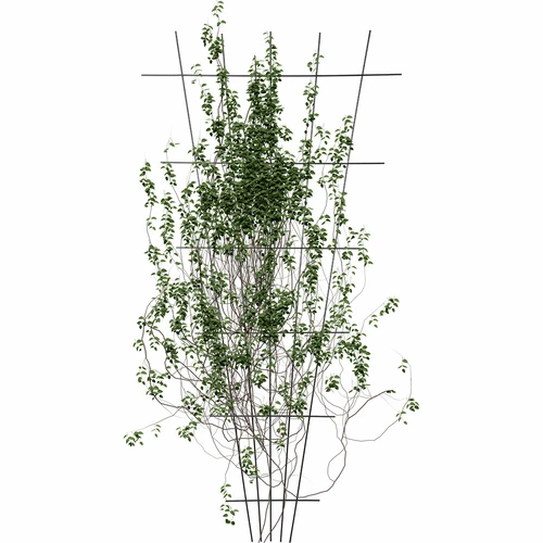 Supporto per piante - graticcio da giardino rastremato 150 x 75cm - 3