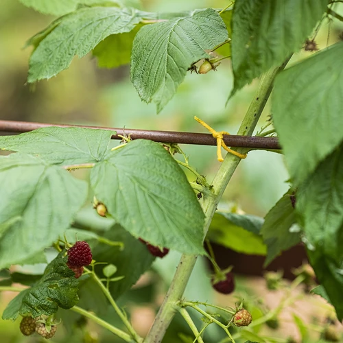 Sznurek bawełniany żółty 2 mm/55 m/100 g - 9
