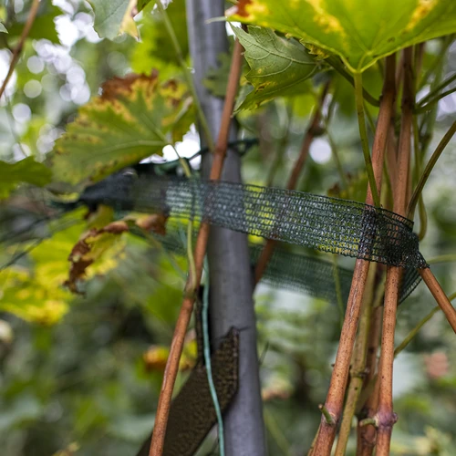 Taśma do podwiązywania roślin PE 3 cm x 50 m - 4