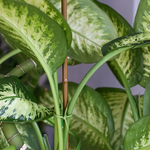 Tutore in acciaio rivestito effetto bambù, 150 cm x 11 mm - 4