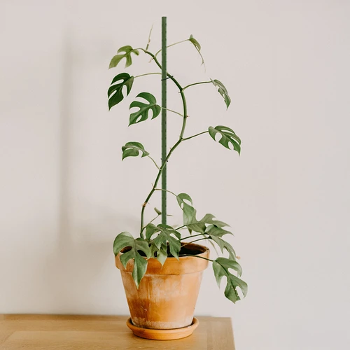 Tutori da giardino Bioogród – acciaio rivestito, 0,9 m, Ø 8 mm, 10 pz. - 4