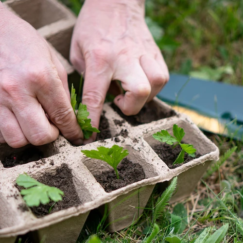 Vasetti di carta 6 x 6 x 6, set da 5 pz. - 6