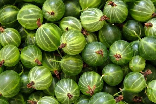 Agrestówka - liquore di uva spina