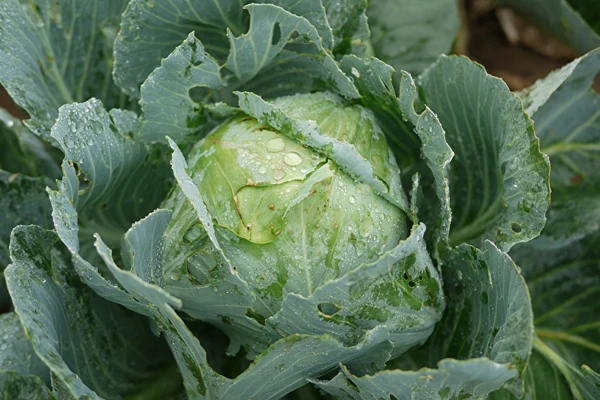 Crauti secondo la ricetta della signora Sylwia