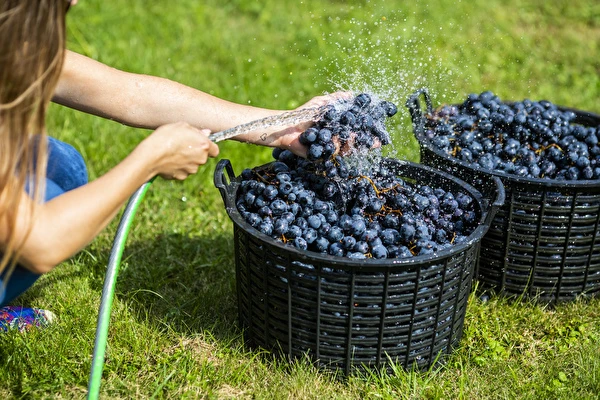 Jak zrobić wino krok po kroku?