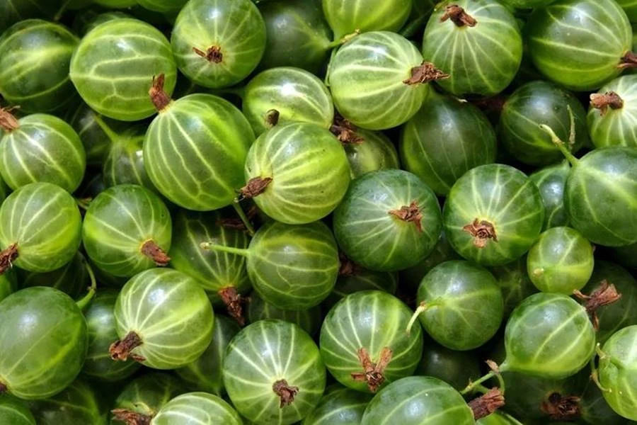 Browin Przepiśnik - Agrestówka - liquore di uva spina