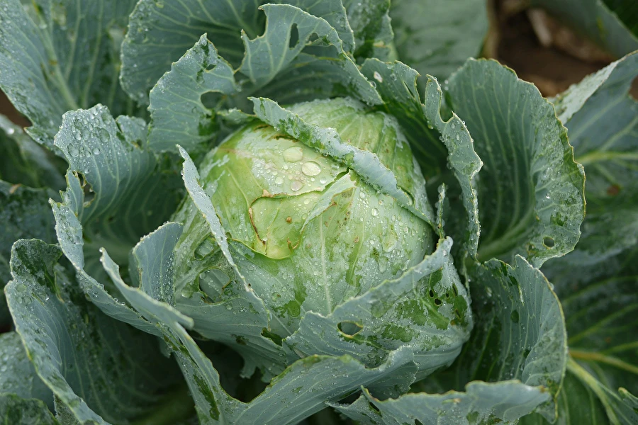 Browin Przepiśnik - Crauti secondo la ricetta della signora Sylwia