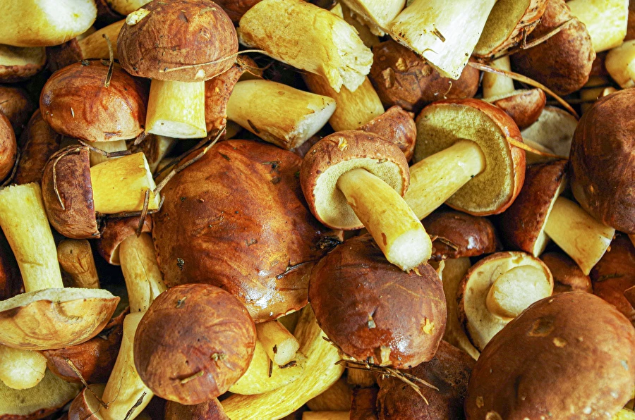 Porcini baio sott'aceto